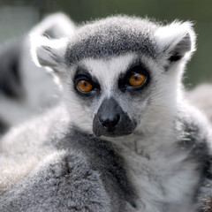 Portrait de lémur catta