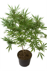 Plant de cannabis en pot