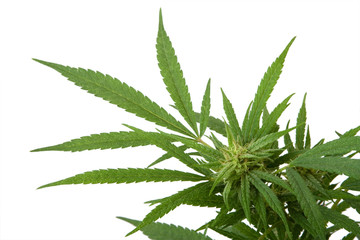 Feuilles et fleurs de cannabis