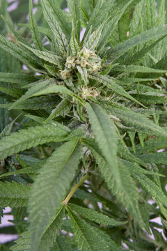 Plant de cannabis en floraison