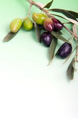 Olives et rameau d'olivier sur fond dégradé  blanc au vert