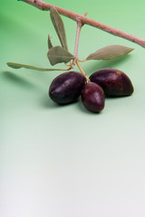 Olives noires et rameau d'olivier sur fond dégradé  blanc au ver