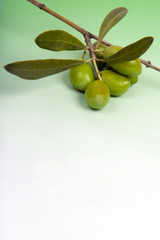 Olives vertes et rameau d'olivier - fond dégradé blanc au vert