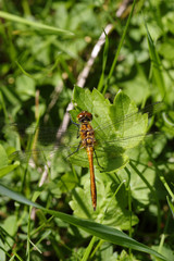 dragonfly