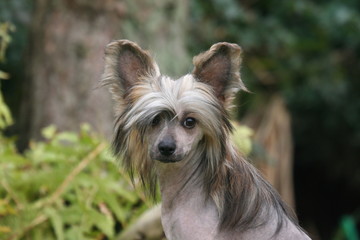 Portrait du Chien chinois à crète 