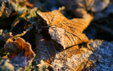 Frost