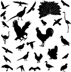 bird silhouette vector - obrazy, fototapety, plakaty