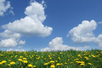 Löwenzahnwiese