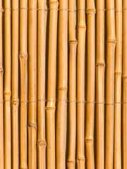 Bamboo tree trunks