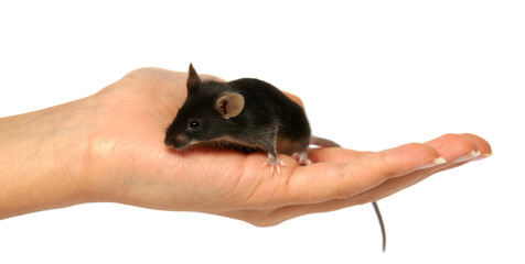 souris noire sur une main