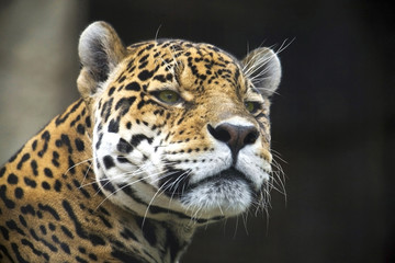 Leopard Portrait Close up