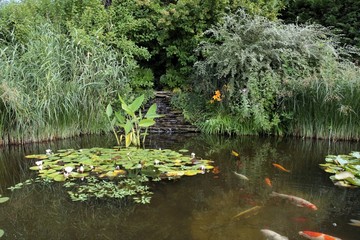 jardin aquatique