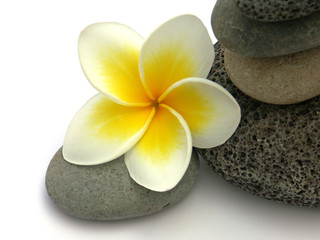 Fototapeta na wymiar frangipani kwiat na bazaltowych kamieni