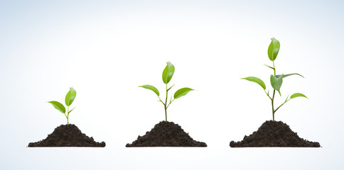 Cultivation of a young plant