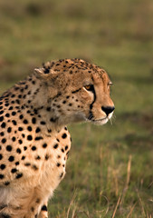 Naklejka na ściany i meble Cheetah stalking