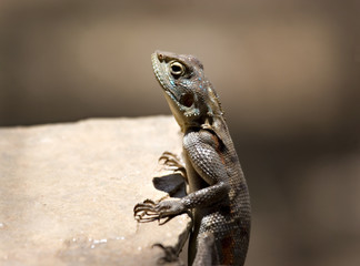 lizard climbing