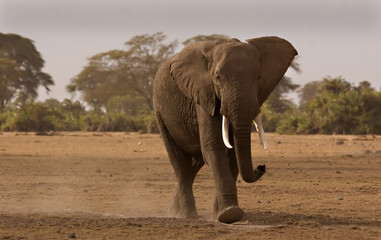 Fototapeta na wymiar Elephant in Amboseli