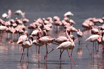 Fotobehang Flamingos at Nakuru © Brian William Becker