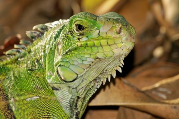 Iguane2