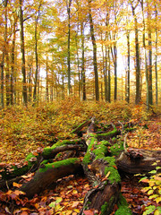 Herbstwald