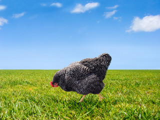 Black chicken on green grass