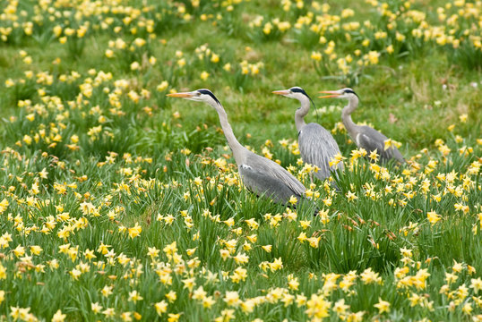 Grey Herons in Daffodils