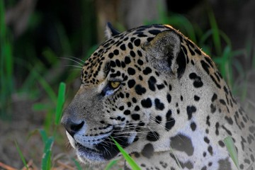 Jaguar2