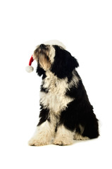 Tibetan Terrier puppy with a santa hat on