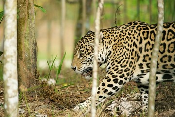 Jaguar3
