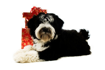 Tibetan Terrier puppy with Christmas presents