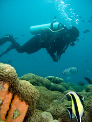 Diver by the reef