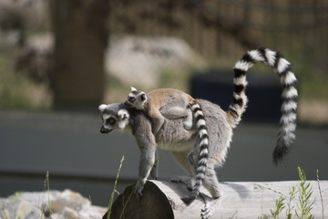 Lemur carrying baby © Brad Wynnyk