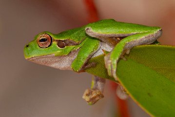 green frog