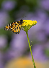 Monarch butterfly on yellow flower with blurred background