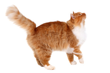 red cat walking isolated over white background