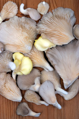 Circle of mushrooms