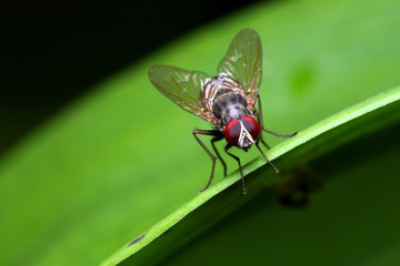 Naklejka premium Fly