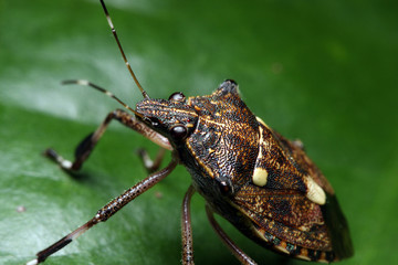 Shield Bug