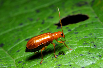 Ladybird