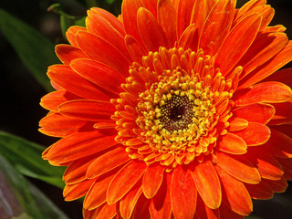 fleur de gerbera orange
