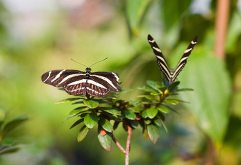 The butterfies in the garden