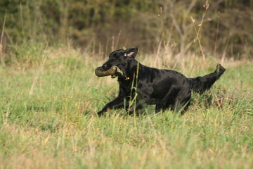 Flat-coated Retriever noir court avec son jouet