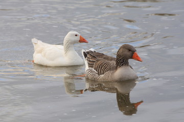 couple d'oies