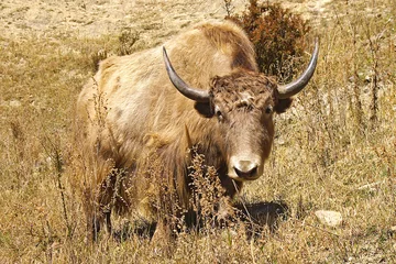 Rolgordijnen Rad yak on a background of the dry grass © Marina Ignatova