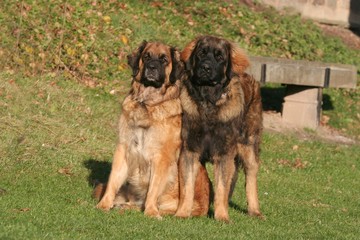 couple de leonberg