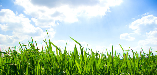 Fototapeta premium grass
