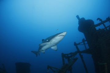 Fototapeta premium シロワニ