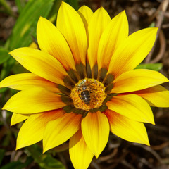 abeille butineuse sur fleur de gazania