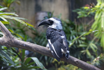 oiseau noir
