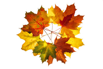 maple leaf on white